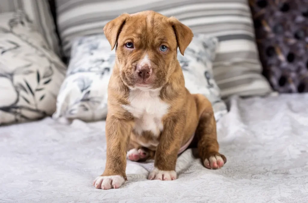 Preparing Your Home for a New Pitbull Puppy