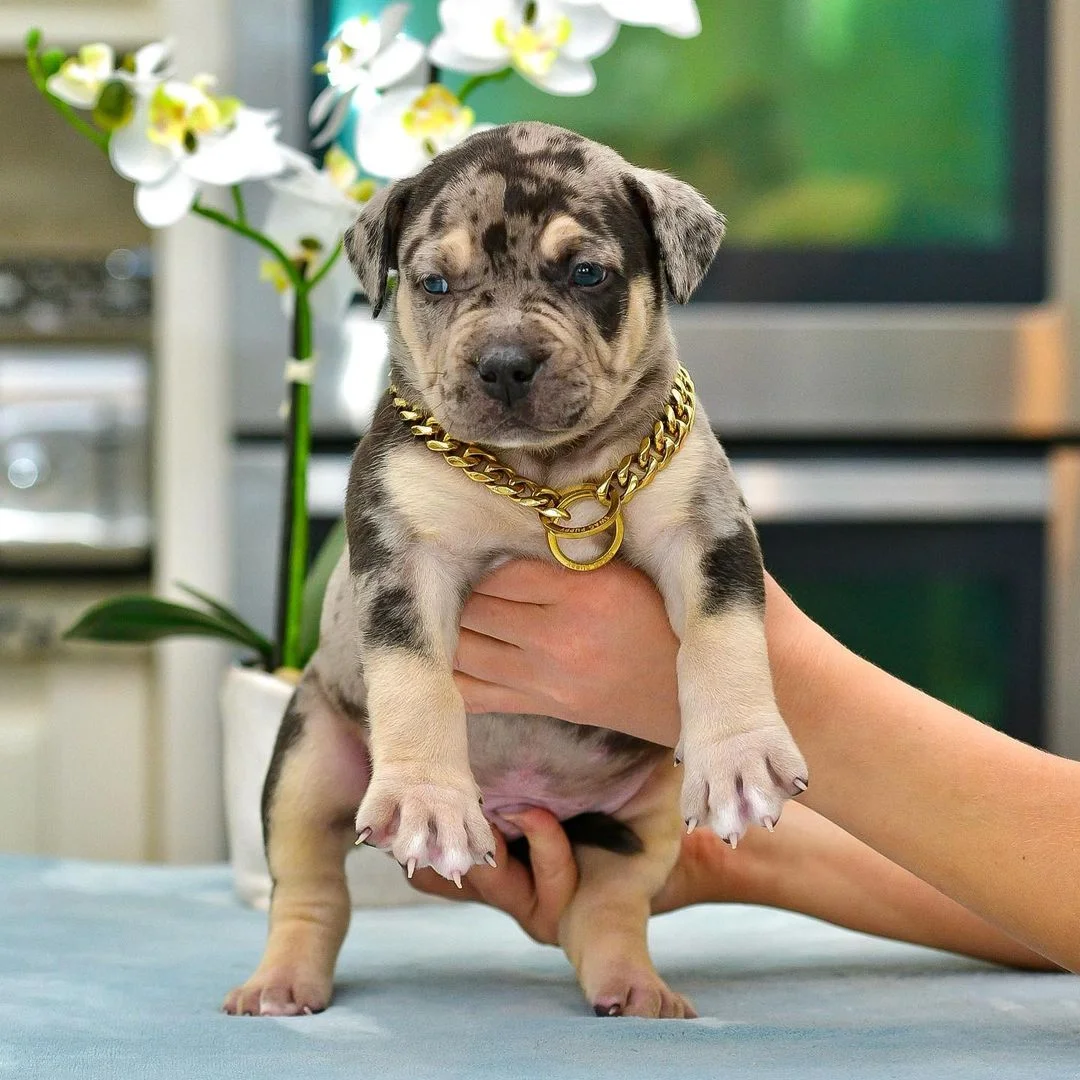 Dachshund Puppies Near Me