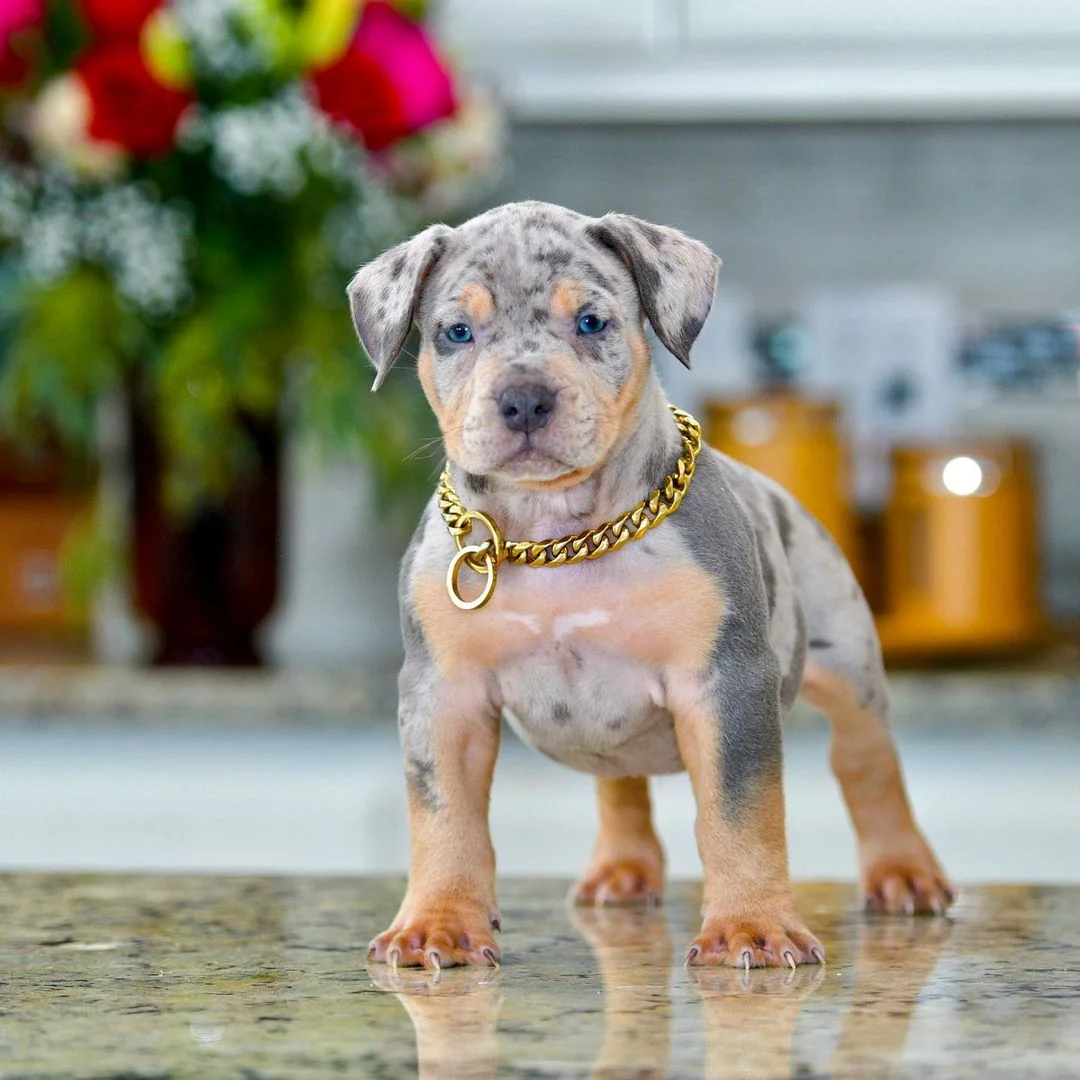 Dachshund Puppies Near Me