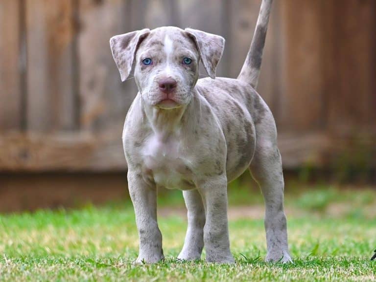 Dachshund Puppies Near Me